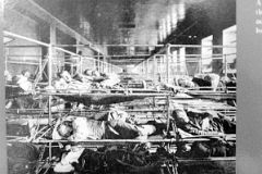 12-14 Photograph Of Immigrants In Rows Of Bunk Beds At Ellis Island Main Immigration Station Building.jpg